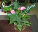 Lily,Tail Flower,Royal Flush,گل فلامینگو,Flamingo Flower, Lacquer Anthurium, Oilcloth Flower, Painte